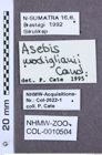 Etikette zu Asebis mogdilianii (NHMW-ZOO-COL-0010504)